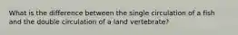 What is the difference between the single circulation of a fish and the double circulation of a land vertebrate?