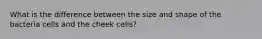 What is the difference between the size and shape of the bacteria cells and the cheek cells?