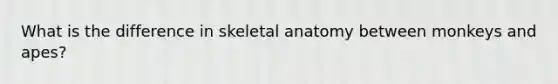 What is the difference in skeletal anatomy between monkeys and apes?