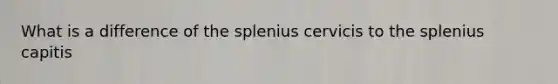 What is a difference of the splenius cervicis to the splenius capitis