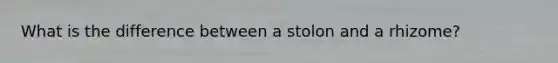 What is the difference between a stolon and a rhizome?