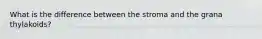 What is the difference between the stroma and the grana thylakoids?