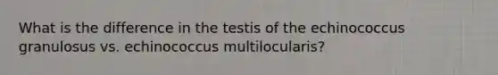 What is the difference in the testis of the echinococcus granulosus vs. echinococcus multilocularis?