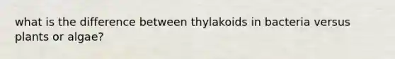 what is the difference between thylakoids in bacteria versus plants or algae?