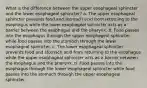 What is the difference between the upper esophageal sphincter and the lower esophageal sphincter? a. The upper esophageal sphincter prevents food and stomach acid from returning to the esophagus while the lower esophageal sphincter acts as a barrier between the esophagus and the pharynx. b. Food passes into the esophagus through the upper esophageal sphincter while food passes into the stomach through the lower esophageal sphincter. c. The lower esophageal sphincter prevents food and stomach acid from returning to the esophagus while the upper esophageal sphincter acts as a barrier between the esophagus and the pharynx. d. Food passes into the esophagus through the lower esophageal sphincter while food passes into the stomach through the upper esophageal sphincter.