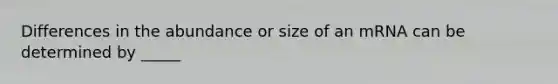 Differences in the abundance or size of an mRNA can be determined by _____