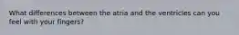 What differences between the atria and the ventricles can you feel with your fingers?