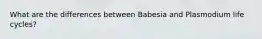 What are the differences between Babesia and Plasmodium life cycles?