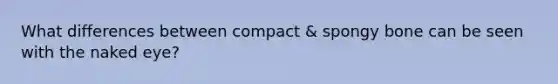 What differences between compact & spongy bone can be seen with the naked eye?