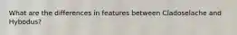 What are the differences in features between Cladoselache and Hybodus?