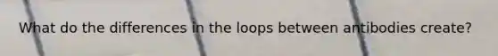 What do the differences in the loops between antibodies create?