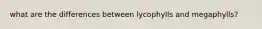 what are the differences between lycophylls and megaphylls?