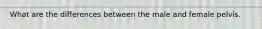 What are the differences between the male and female pelvis.