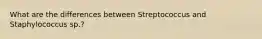 What are the differences between Streptococcus and Staphylococcus sp.?