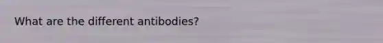 What are the different antibodies?