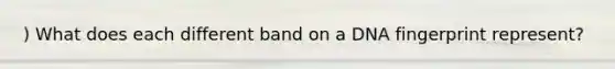 ) What does each different band on a DNA fingerprint represent?