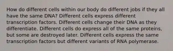 How do different cells within our body do different jobs if they all have the same DNA? Different cells express different transcription factors. Different cells change their DNA as they differentiate. Different cells do express all of the same proteins, but some are destroyed later. Different cells express the same transcription factors but different variants of RNA polymerase.