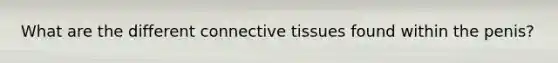 What are the different connective tissues found within the penis?