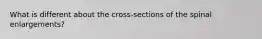 What is different about the cross-sections of the spinal enlargements?