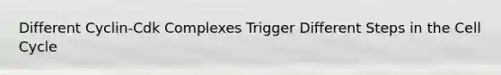 Different Cyclin-Cdk Complexes Trigger Different Steps in the Cell Cycle