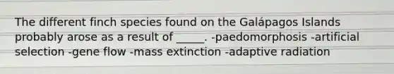 The different finch species found on the Galápagos Islands probably arose as a result of _____. -paedomorphosis -artificial selection -gene flow -mass extinction -adaptive radiation