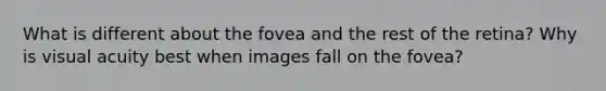 What is different about the fovea and the rest of the retina? Why is visual acuity best when images fall on the fovea?