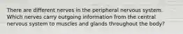 There are different nerves in the peripheral nervous system. Which nerves carry outgoing information from the central nervous system to muscles and glands throughout the body?