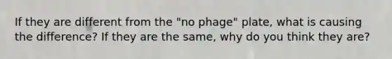 If they are different from the "no phage" plate, what is causing the difference? If they are the same, why do you think they are?