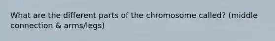 What are the different parts of the chromosome called? (middle connection & arms/legs)