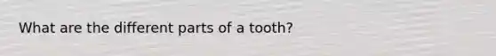 What are the different parts of a tooth?