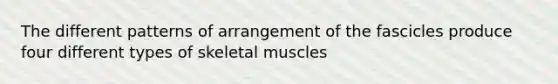 The different patterns of arrangement of the fascicles produce four different types of skeletal muscles