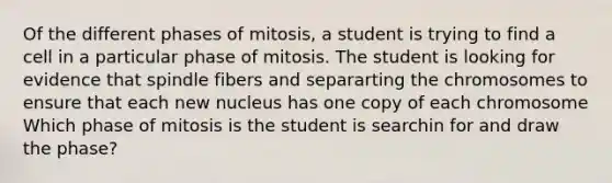 Of the different phases of mitosis, a student is trying to find a cell in a particular phase of mitosis. The student is looking for evidence that spindle fibers and separarting the chromosomes to ensure that each new nucleus has one copy of each chromosome Which phase of mitosis is the student is searchin for and draw the phase?