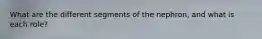 What are the different segments of the nephron, and what is each role?