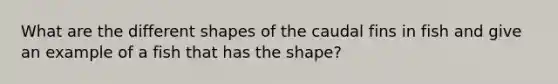 What are the different shapes of the caudal fins in fish and give an example of a fish that has the shape?