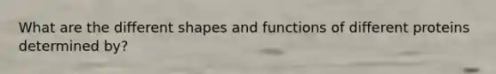 What are the different shapes and functions of different proteins determined by?