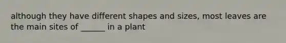 although they have different shapes and sizes, most leaves are the main sites of ______ in a plant