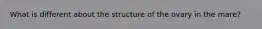 What is different about the structure of the ovary in the mare?