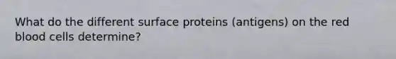 What do the different surface proteins (antigens) on the red blood cells determine?