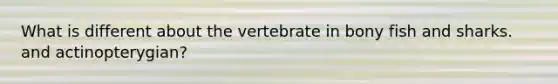What is different about the vertebrate in bony fish and sharks. and actinopterygian?