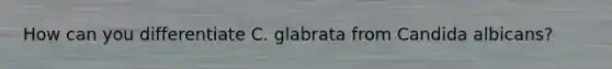 How can you differentiate C. glabrata from Candida albicans?