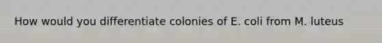 How would you differentiate colonies of E. coli from M. luteus