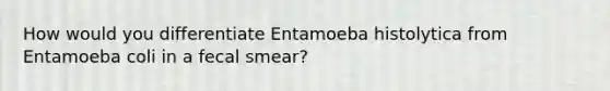 How would you differentiate Entamoeba histolytica from Entamoeba coli in a fecal smear?