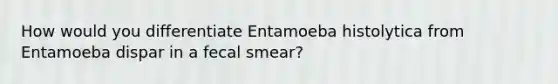 How would you differentiate Entamoeba histolytica from Entamoeba dispar in a fecal smear?