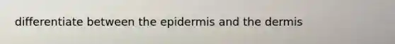 differentiate between the epidermis and the dermis