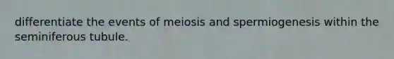 differentiate the events of meiosis and spermiogenesis within the seminiferous tubule.