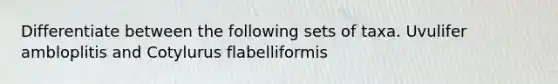 Differentiate between the following sets of taxa. Uvulifer ambloplitis and Cotylurus flabelliformis
