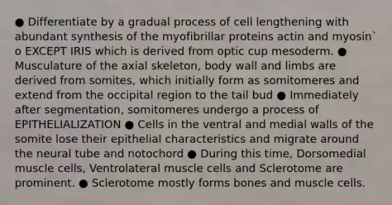 ● Differentiate by a gradual process of cell lengthening with abundant synthesis of the myofibrillar proteins actin and myosin` o EXCEPT IRIS which is derived from optic cup mesoderm. ● Musculature of the axial skeleton, body wall and limbs are derived from somites, which initially form as somitomeres and extend from the occipital region to the tail bud ● Immediately after segmentation, somitomeres undergo a process of EPITHELIALIZATION ● Cells in the ventral and medial walls of the somite lose their epithelial characteristics and migrate around the neural tube and notochord ● During this time, Dorsomedial muscle cells, Ventrolateral muscle cells and Sclerotome are prominent. ● Sclerotome mostly forms bones and muscle cells.