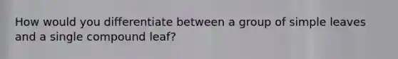 How would you differentiate between a group of simple leaves and a single compound leaf?