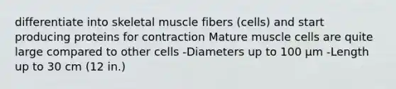 differentiate into skeletal muscle fibers (cells) and start producing proteins for contraction Mature muscle cells are quite large compared to other cells -Diameters up to 100 µm -Length up to 30 cm (12 in.)