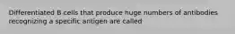 Differentiated B cells that produce huge numbers of antibodies recognizing a specific antigen are called